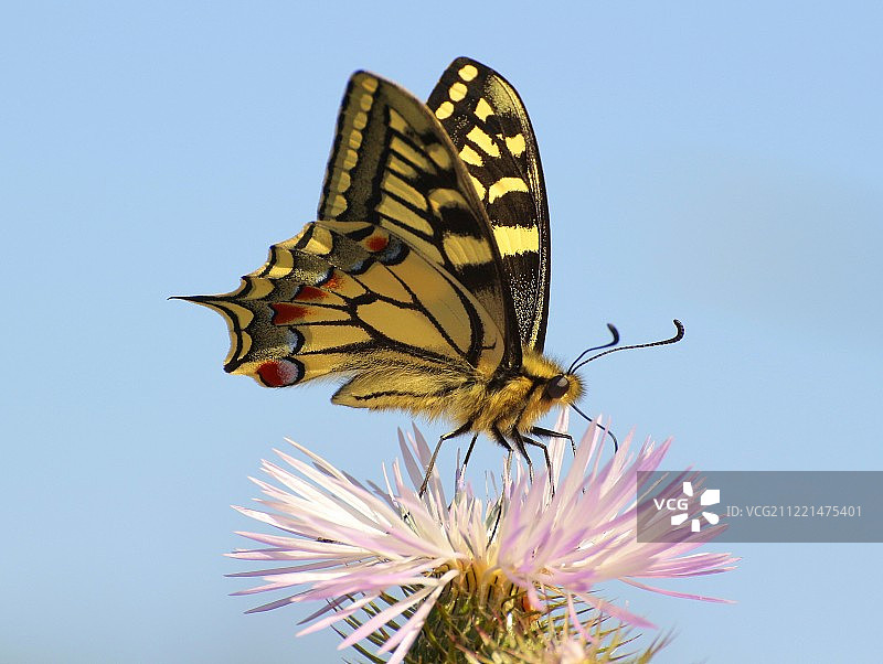 燕尾服图片素材