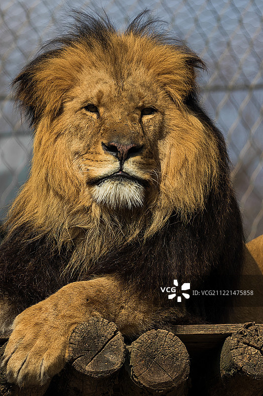 动物之王图片素材