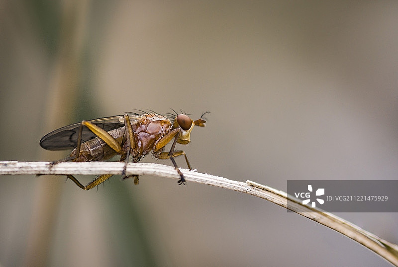 牛角蝇图片素材