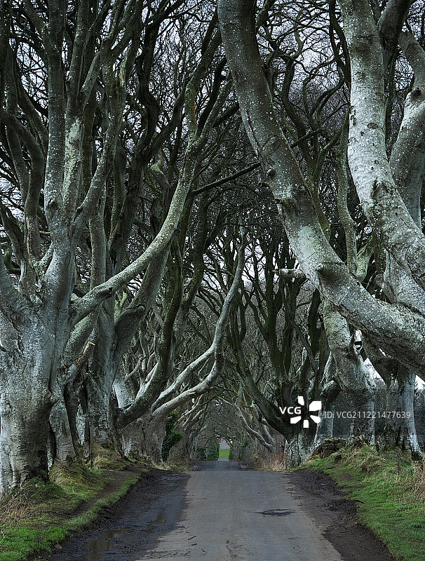 黑暗树篱（国王大道）图片素材