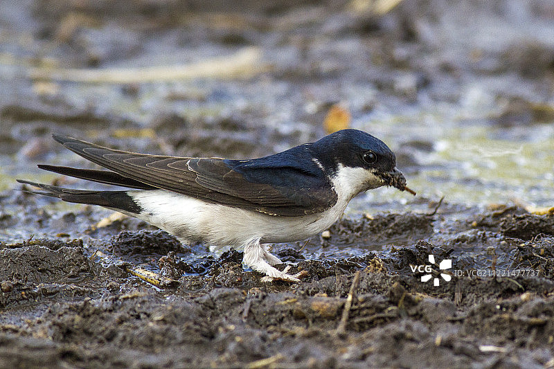 普通家燕收集泥土筑巢图片素材