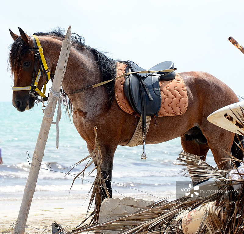 海克尼马图片素材