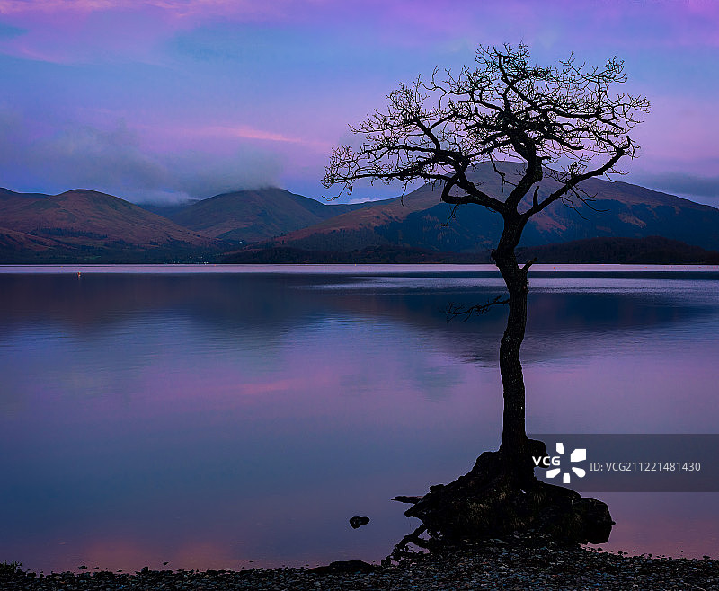 米拉罗奇树图片素材