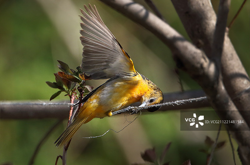 弦乐驱动的东西图片素材