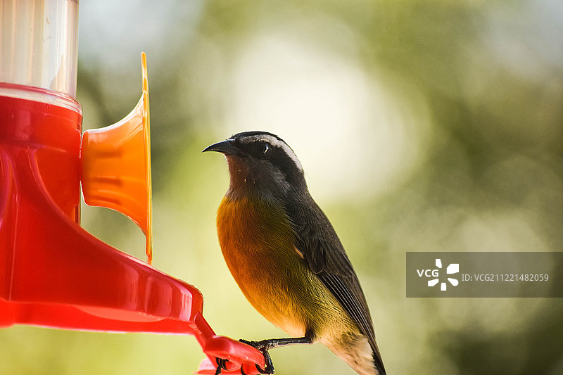 栖息在喂食器上的蝇霸鹟图片素材