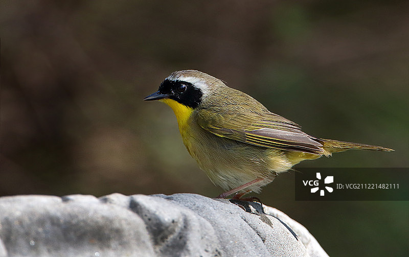 普通黄喉莺图片素材