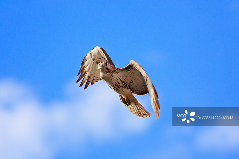 老鹰在蓝天下飞翔的特写图片素材