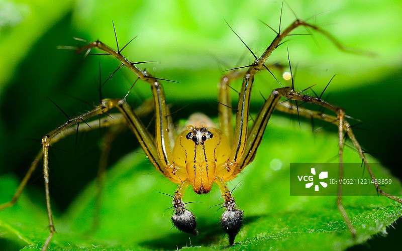 绿叶上的黄色四带 lynx 蜘蛛图片素材