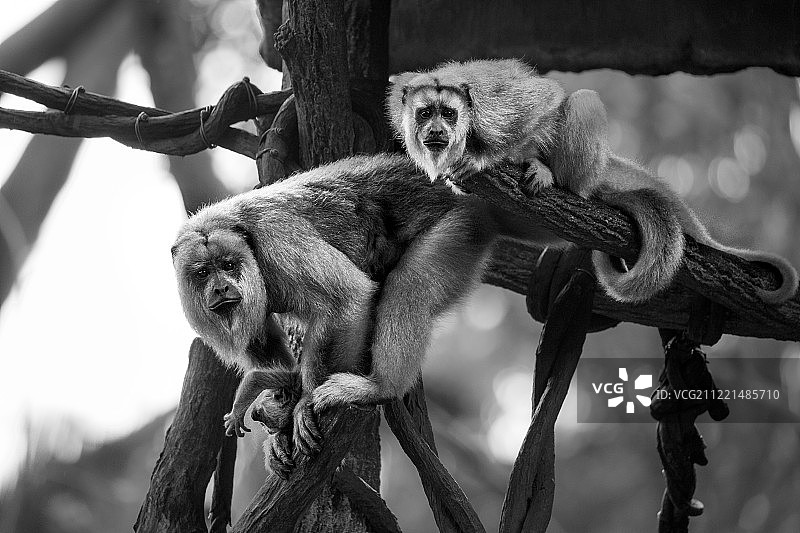 两只黑色的吼猴（Alouatta caraya）在树枝上图片素材