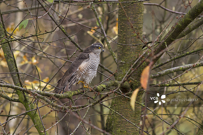 棕榈猫头鹰站在树枝上（雀鹰）图片素材