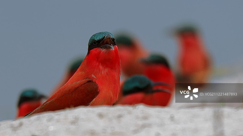 南部红喉蜂虎图片素材