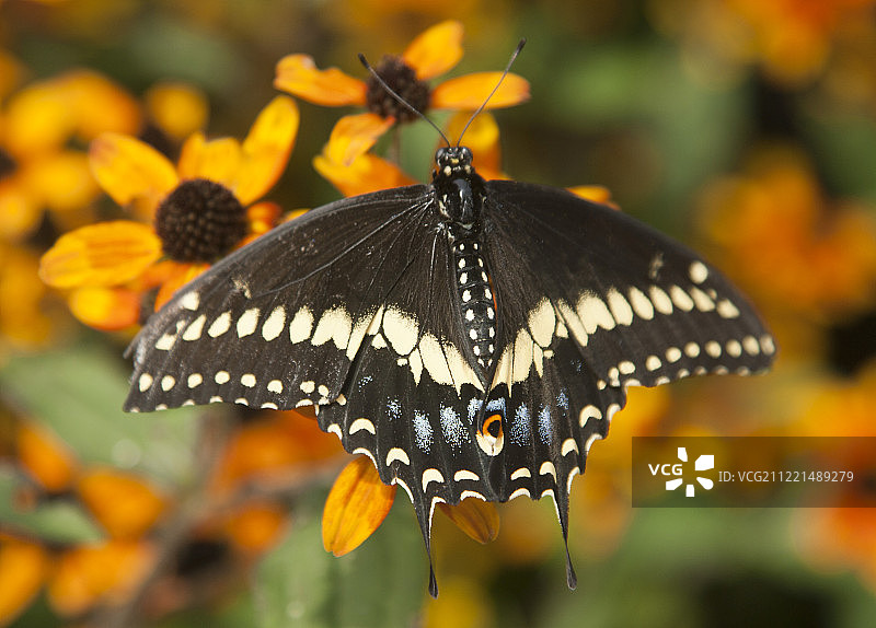 黑凤蝶图片素材