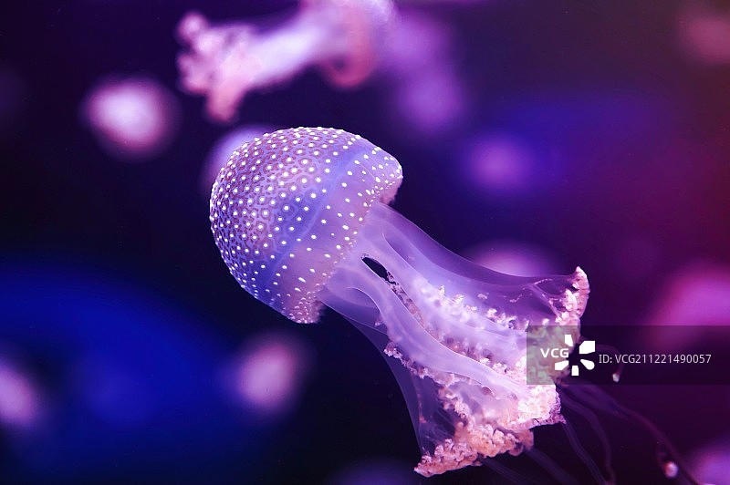 澳洲斑点水母图片素材