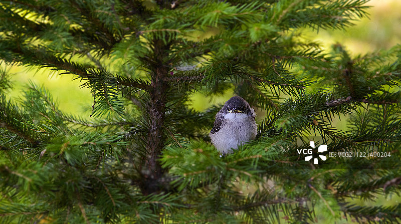 鸟儿栖息在常绿树上的景观图片素材