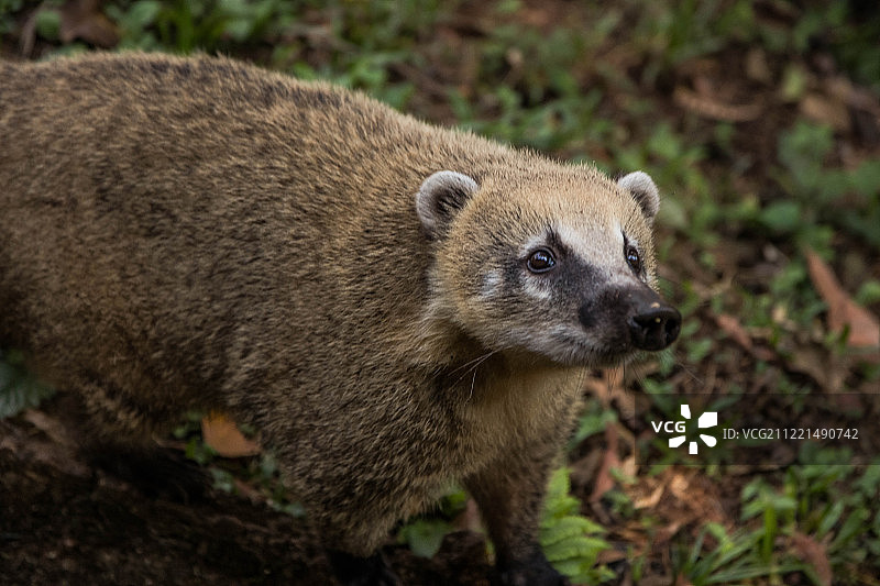 狼獾特写图片素材