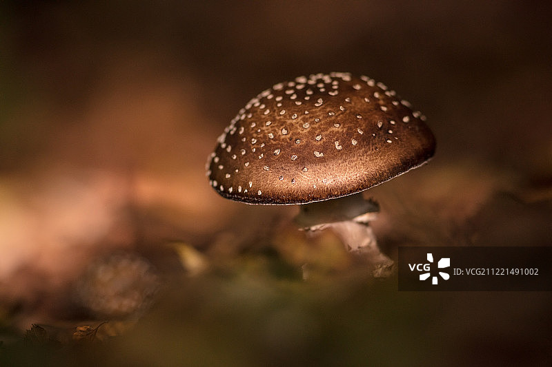 豹斑鹅膏菌图片素材