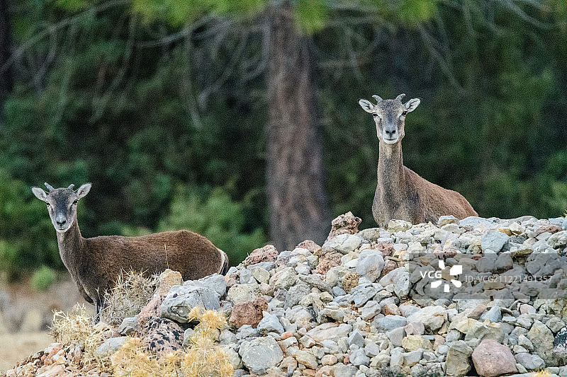 摩弗伦羊图片素材