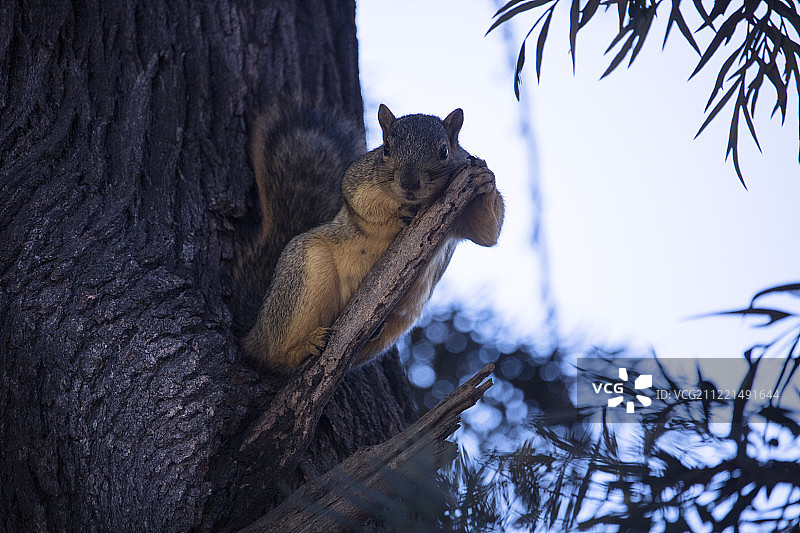 放松的松鼠图片素材