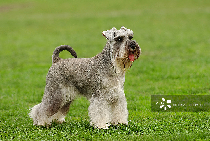 草坪上的雪纳瑞犬肖像图片素材