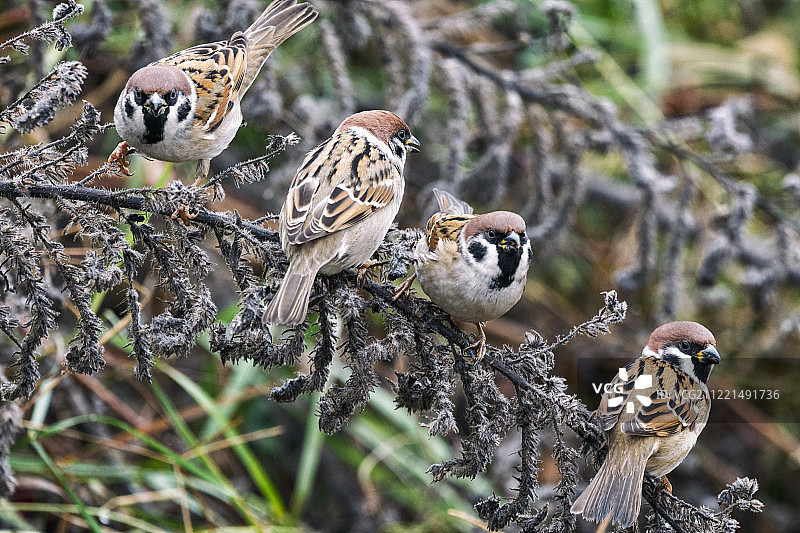 兄弟们图片素材