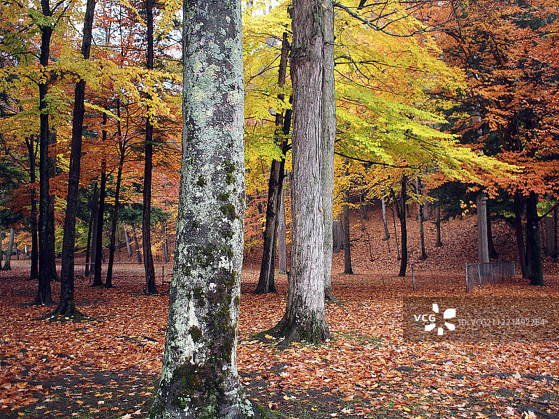 秋天的森林图片素材