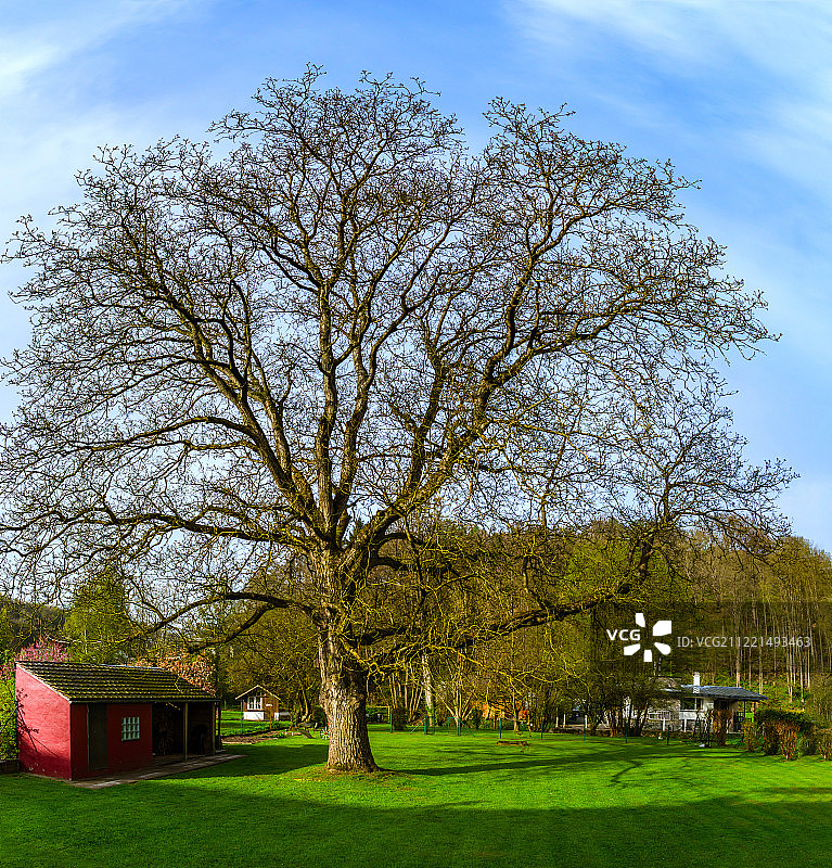 早春晴朗温暖的胡桃树图片素材