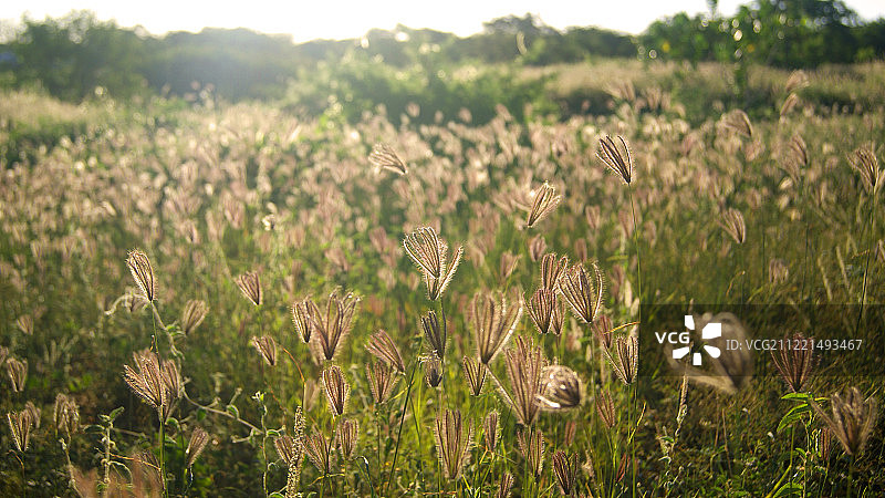 索尼DSC图片素材