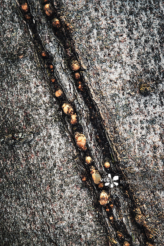 树皮上的闪电纹路图片素材