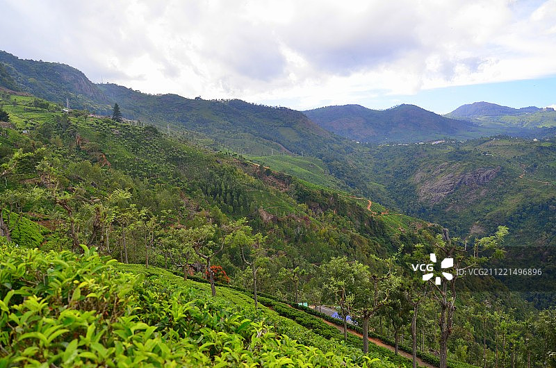 茶山坡图片素材