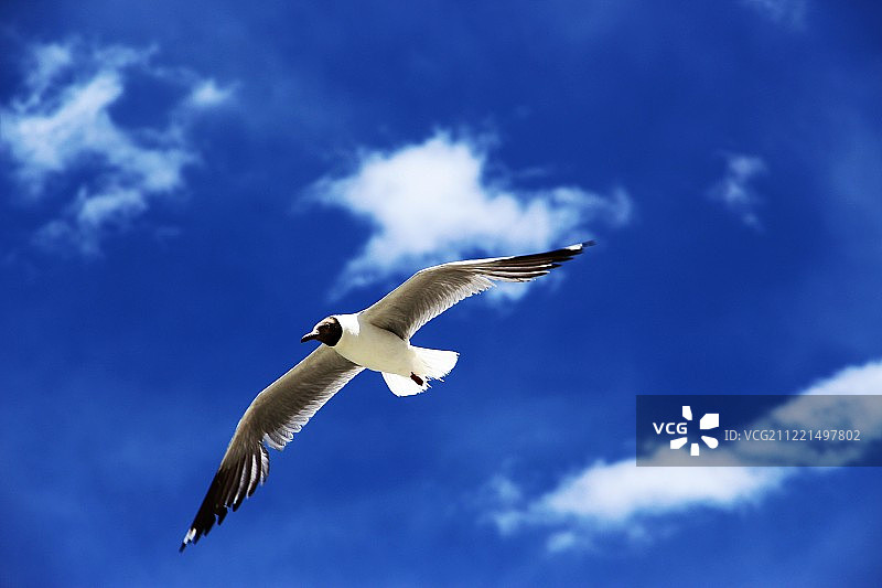 蓝天白云下的飞翔燕鸥图片素材