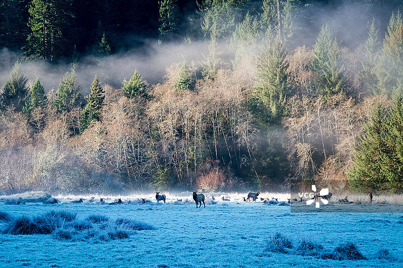 罗斯福麋鹿群图片素材