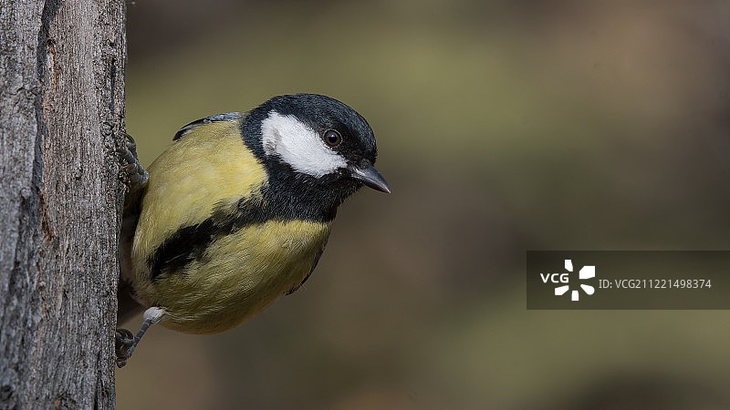 大山雀图片素材