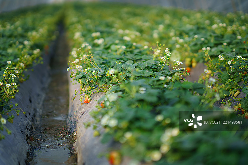 草莓田特写图片素材