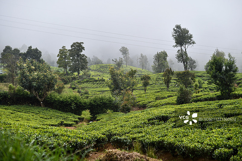 努瓦拉埃利亚茶园图片素材