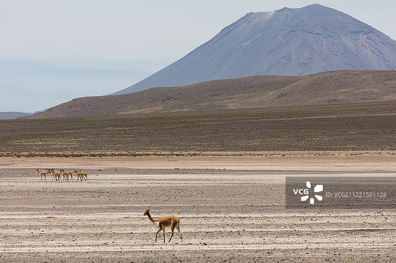 骆马（小羊驼）图片素材