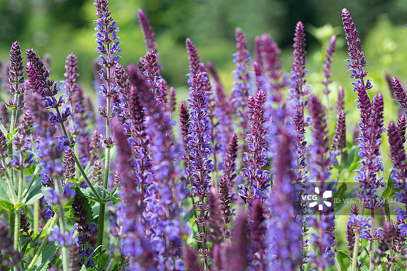 鼠尾草花图片素材