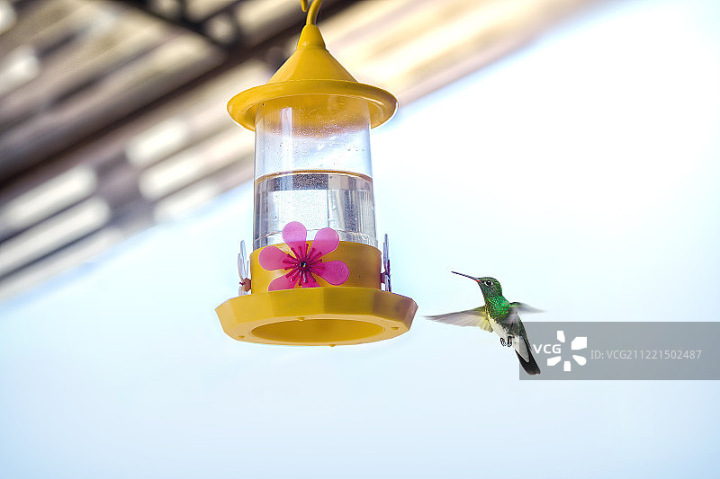 蜂鸟特写图片素材