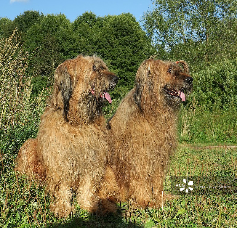 弗里亚济诺图片素材