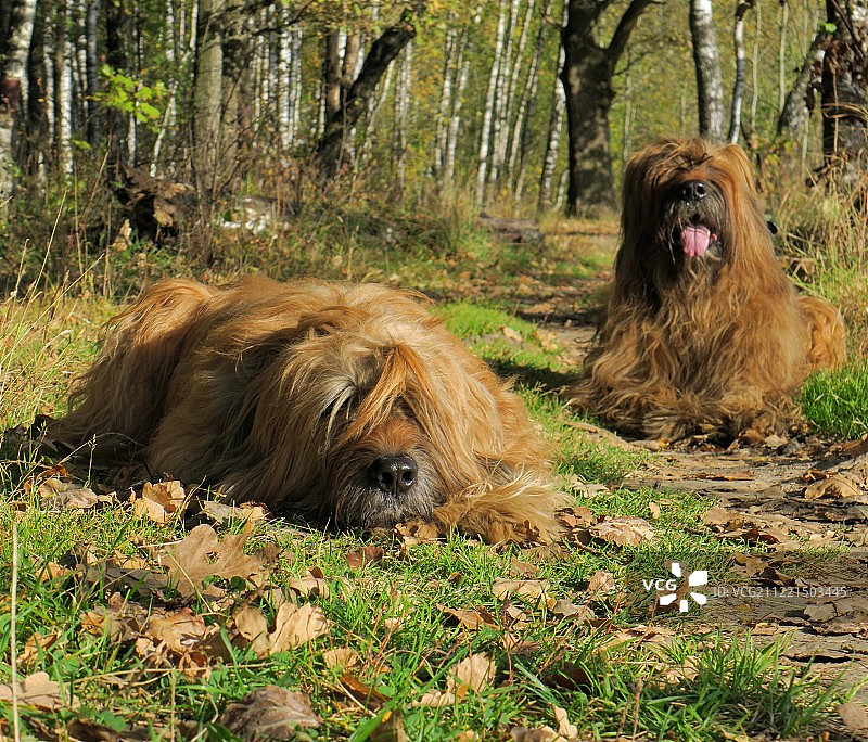 布里亚德犬图片素材