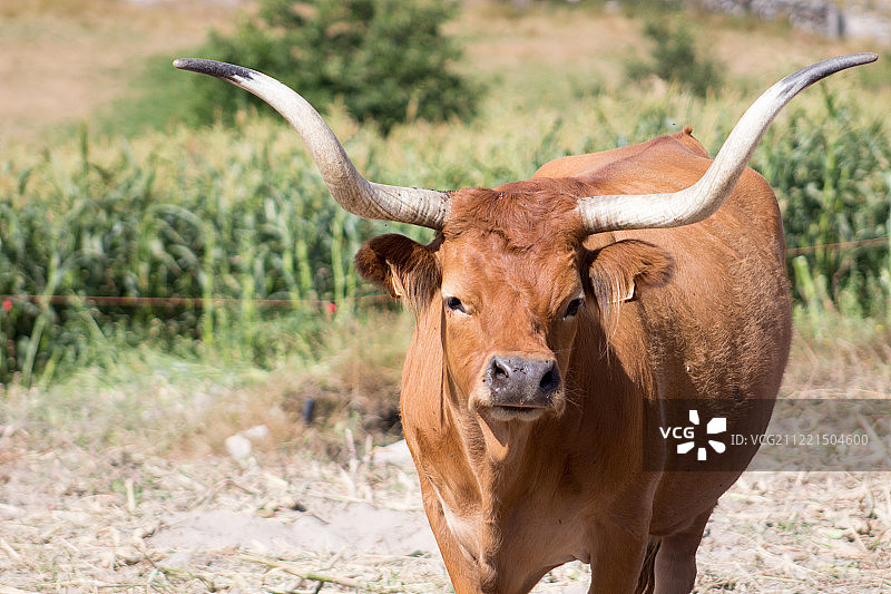 小牛犊特写图片素材