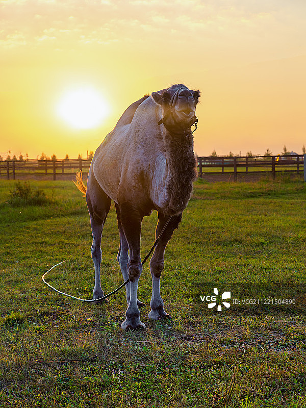 初夏清晨的骆驼图片素材