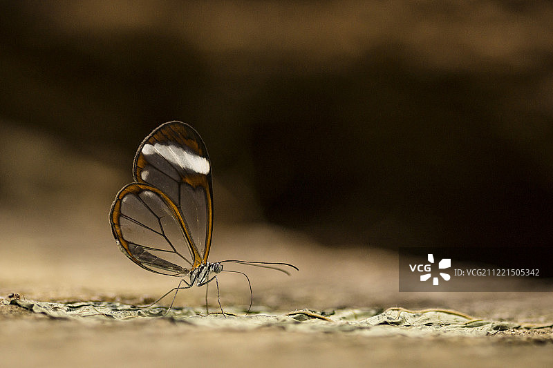 森林精灵图片素材