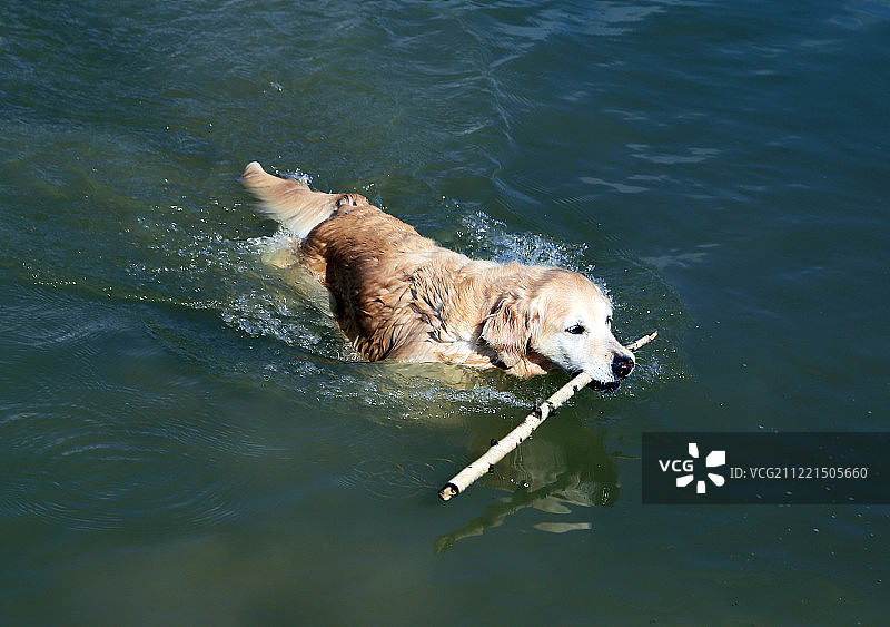 狗，所有人的宠物图片素材