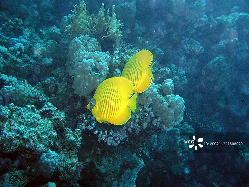 水下拍摄：珊瑚礁及其生物图片素材