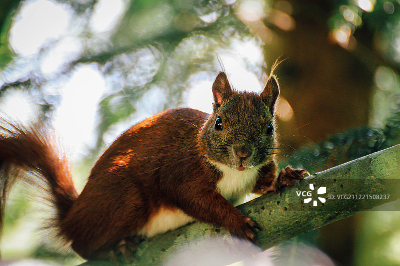 不太驯服的夏日小屋松鼠埃贡图片素材
