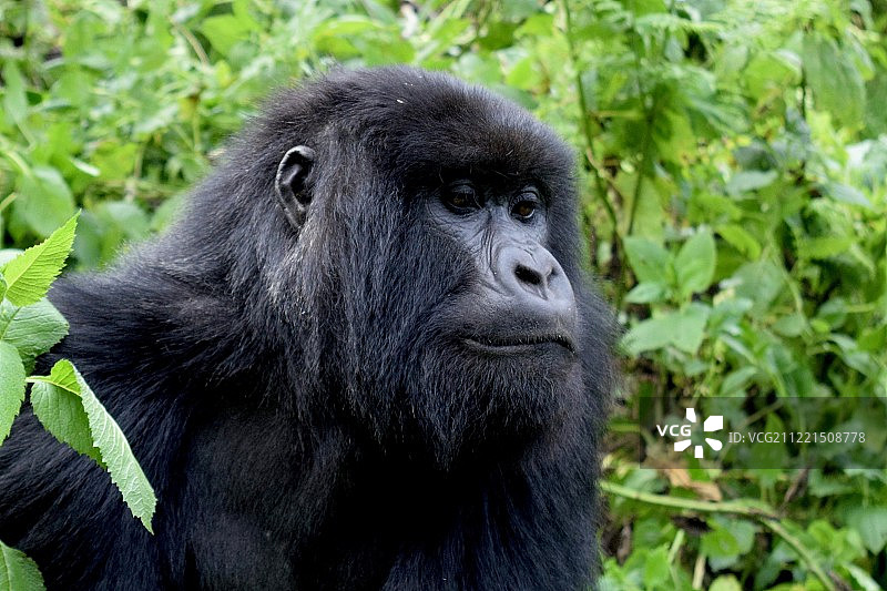卢旺达的山地大猩猩图片素材