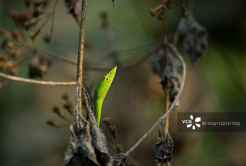 绿藤蛇（Oxybelis fulgidus）在干燥棕色杂草茎上的头部图片素材