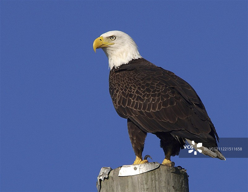 坚守岗位图片素材
