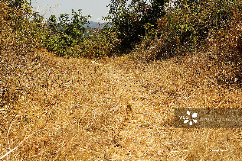 黄色的图片素材