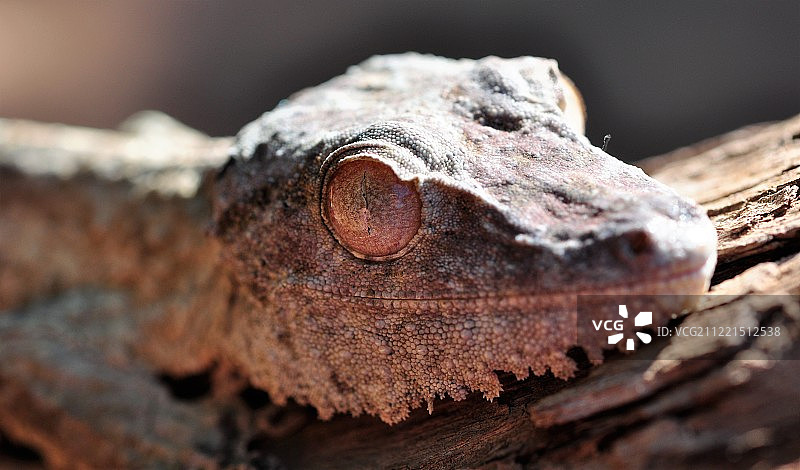 亨克壁虎图片素材